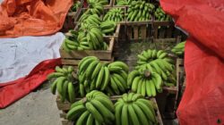 Panen Pisang Cavendis di Bone, Jualnya di Sidrap