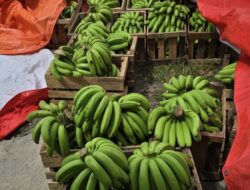 Panen Pisang Cavendis di Bone, Jualnya di Sidrap