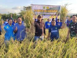 Bupati Sidrap Panen Perdana di Takkalasi, Targetkan Produksi 1 Juta Ton Gabah