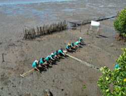 Solusi Alam Hadapi Perubahan Iklim di Kota Makassar