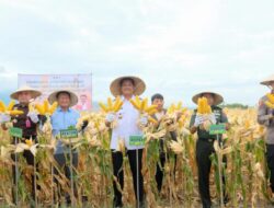 Uji Nurdin Dorong Kemandirian Benih Melalui Panen Perdana Padi Genjah dan Jagung